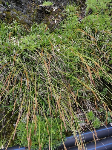 Carex odontostoma iNat (1)