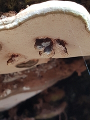 Agathomyia wankowiczii