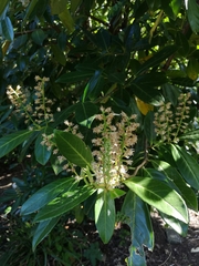 Prunus laurocerasus