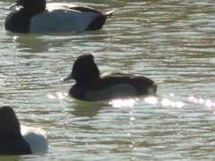 Aythya fuligula × nyroca