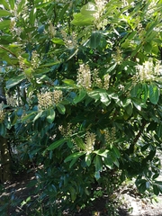 Prunus laurocerasus