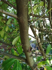 Prunus laurocerasus