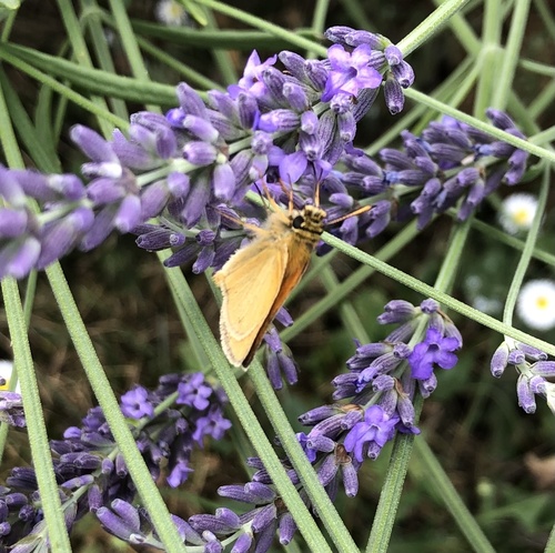 Essex Skipper