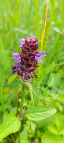 common selfheal