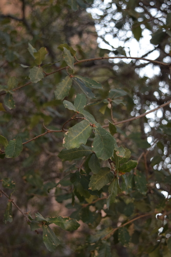 Quercus eduardi