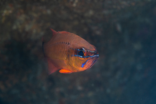 Ostorhinchus fleurieu observed 2026-06-19