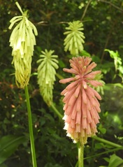 Veltheimia bracteata