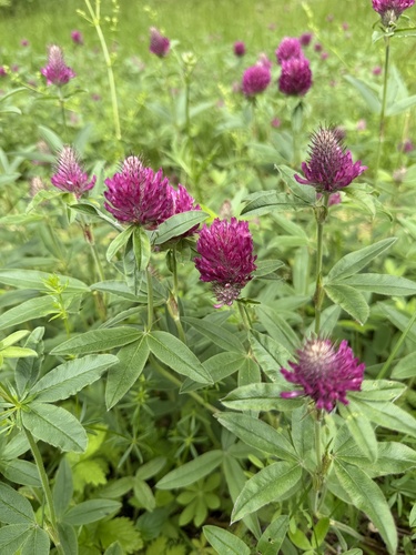 alpine zigzag clover