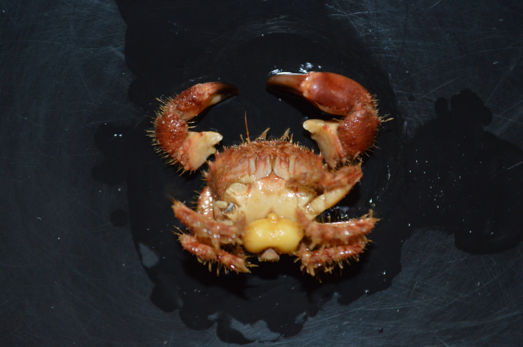 Sacculina gerbei