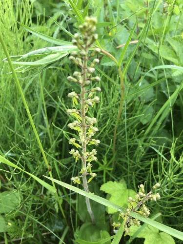 Common Twayblade