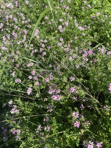 purple crownvetch