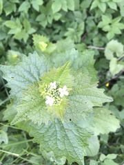 Alliaria petiolata