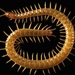 Maritime Centipede - Photo (c) Unknown author, some rights reserved (CC BY)