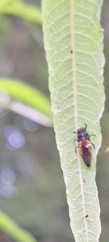 Asiatischer Marienkäfer