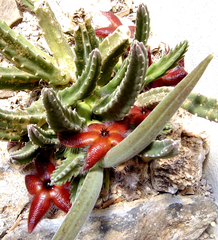 Stapelia grandiflora