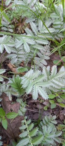 common silverweed