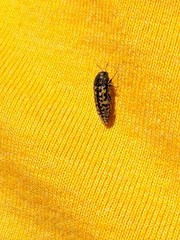 Acmaeodera neglecta neoneglecta