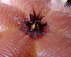Stapelia grandiflora