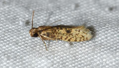 Cephitinea obscurostrigella