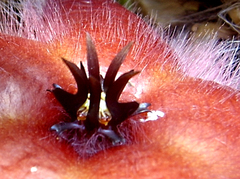 Stapelia grandiflora