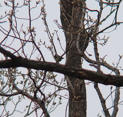 Periparus venustulus