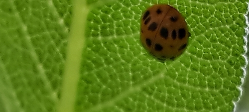 Asiatischer Marienkäfer