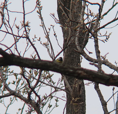 Periparus venustulus