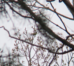 Periparus venustulus