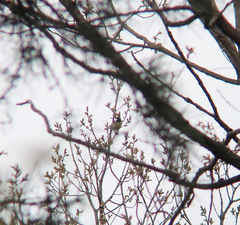 Periparus venustulus