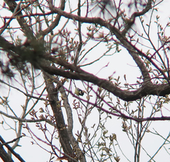 Periparus venustulus