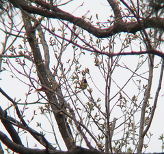 Periparus venustulus