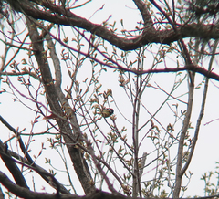 Periparus venustulus