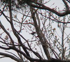 Periparus venustulus