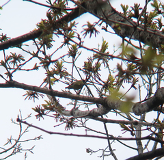 Periparus venustulus