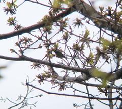Periparus venustulus