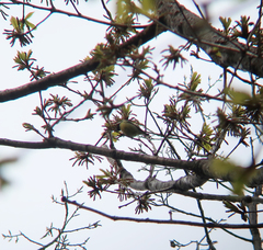 Periparus venustulus