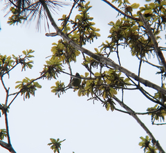 Periparus venustulus