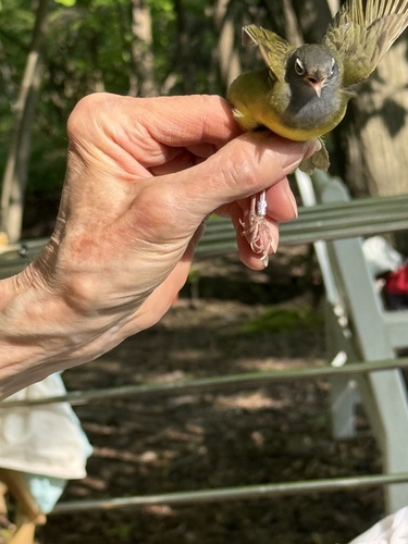 Connecticut Warbler (Oporornis agilis), photo 3