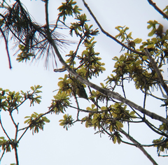 Periparus venustulus