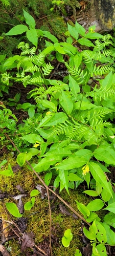 northern bush honeysuckle