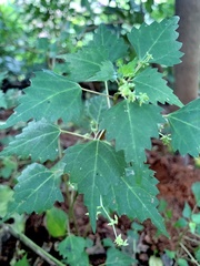 Laportea peduncularis