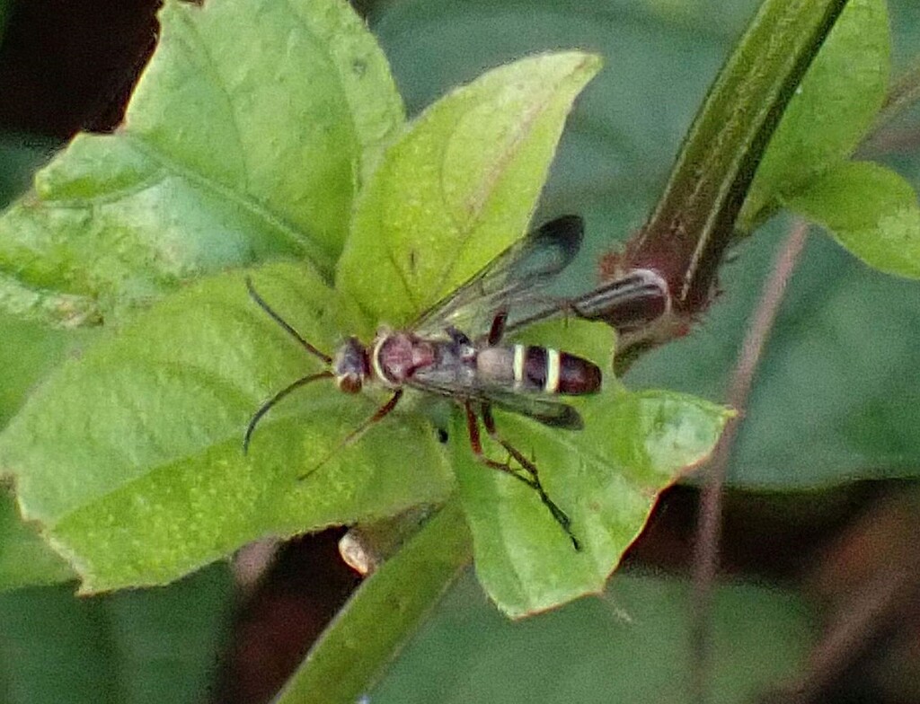 Episyron histrio