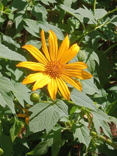 Mexican sunflower