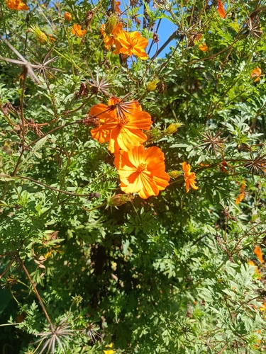 Yellow Cosmos