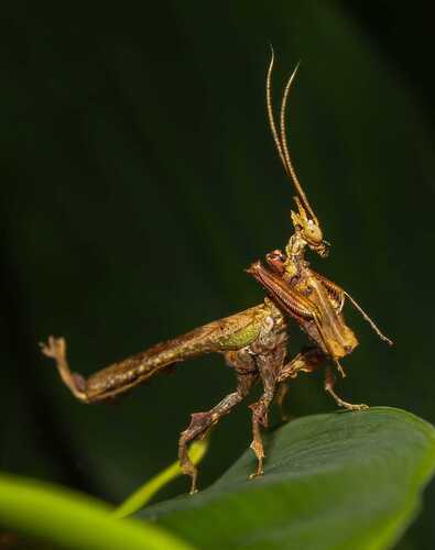 Brazilian Dragon Mantis
