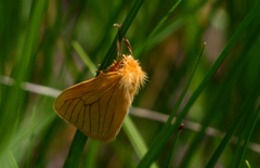 Cropera phlebitis