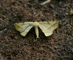 Geolyces