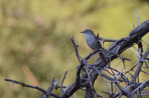 iNaturalist image