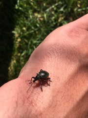 Otiorhynchus sulcatus