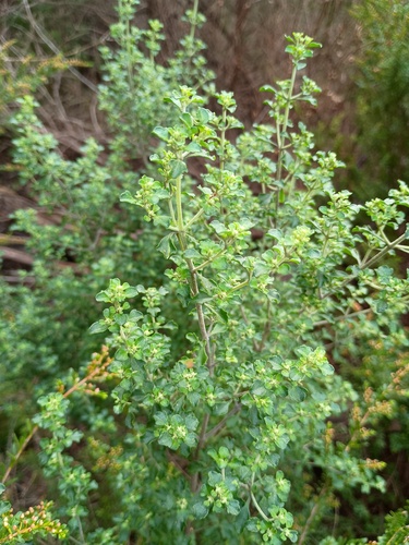 Prostanthera rotundifolia, photograph 4